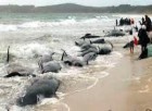 Yeni Zelanda’da balina sürüsü kıyıya vurdu