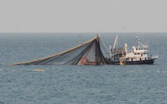 Ordulu Balıkçılar Hamsi Avı İçin Gürcistan’da Avlanmaya Devam Ediyor.
