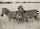 Zebra Çizgilerinin Sırrı