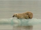 Küresel Isınmayı Durdurup, Kutupları Tekrar Dondurmak Mümkün Mü?