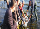 İznik Gölü’ne 6 bin adet yayın balığı bırakıldı