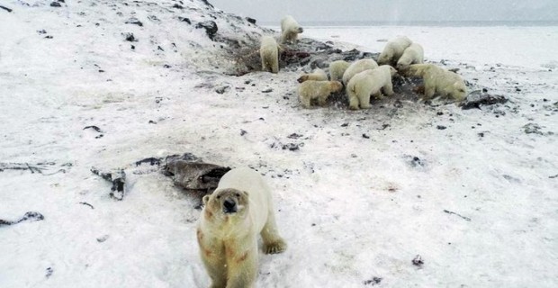 İklim değişikliği Rusya’nın Rikarpi köyüne 50’den fazla kutup ayısı’nı indirdi