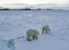 İklim değişikliği Rusya’nın Rikarpi köyüne 50’den fazla kutup ayısı’nı indirdi