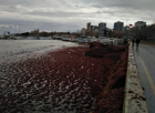 Marmara Denizi’nde kirlilik uyarısı: Bırakılan suyun yüzde 70’i arıtılmıyor