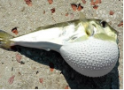 Balon balıklarından sağlık sektörü için ham madde üretildi