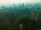 Tropikal Ormanlar Karbon Emme Kabiliyetini Yitiriyor