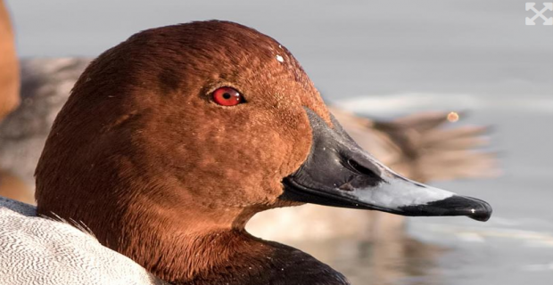 Merkez Av Komisyonunun tehlike altındaki kuşlara dair av kararına tepki