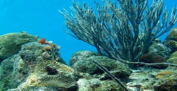 Küresel ısınma, deniz yaşamının kaynağı olan mercan resiflerini yok ediyor