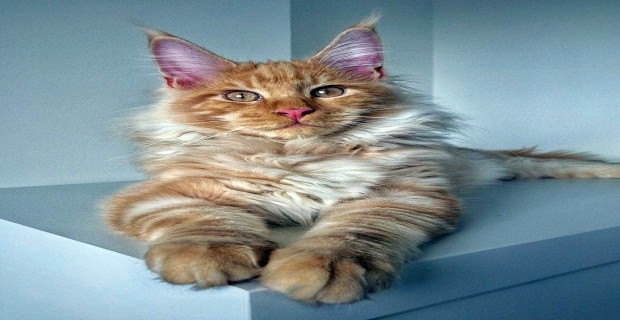 Avrupa Bilimler Akademisi kedileri’istilacı yabancı tür’olarak sınıflandırdı kedi severler tepkili !