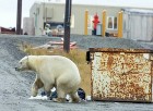 Kutup Ayıları İklim Değişikliğiyle Başa Çıkmak İçin Çöp Topluyor