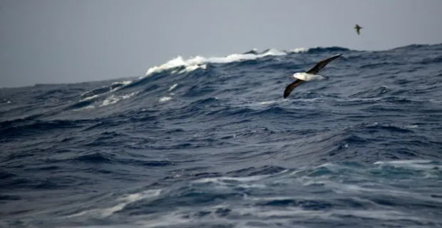 İklim krizi,albatrosları boşanmaya zorluyor.