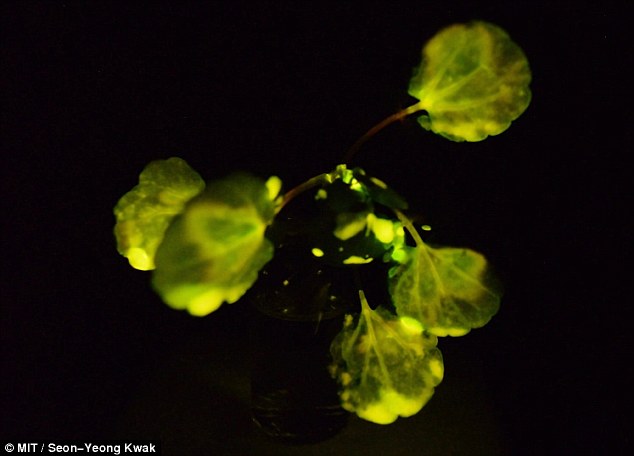 Bilim İnsanları Kendi Enerjisi İle Işık  Yayan  Bitkiler Geliştirmeyi  Başardı
