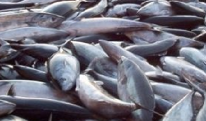 Balık ve Arı Sevkiyatında “Sağlık  Raporu ” Aranacak