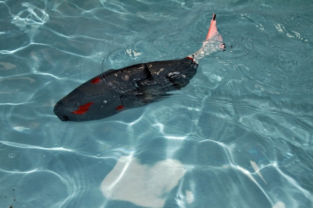 Su Altının Yeni Kaşifi : Akıllı Robot  Balık