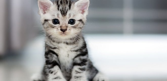 ABD’de Toksoplazmoz Araştırmaları İçin Yavru Kedilerin Kullanılması Yasaklandı