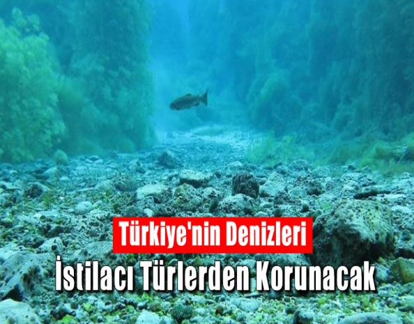 Türkiye’nin Denizleri İstilacı Türlerden Korunacak