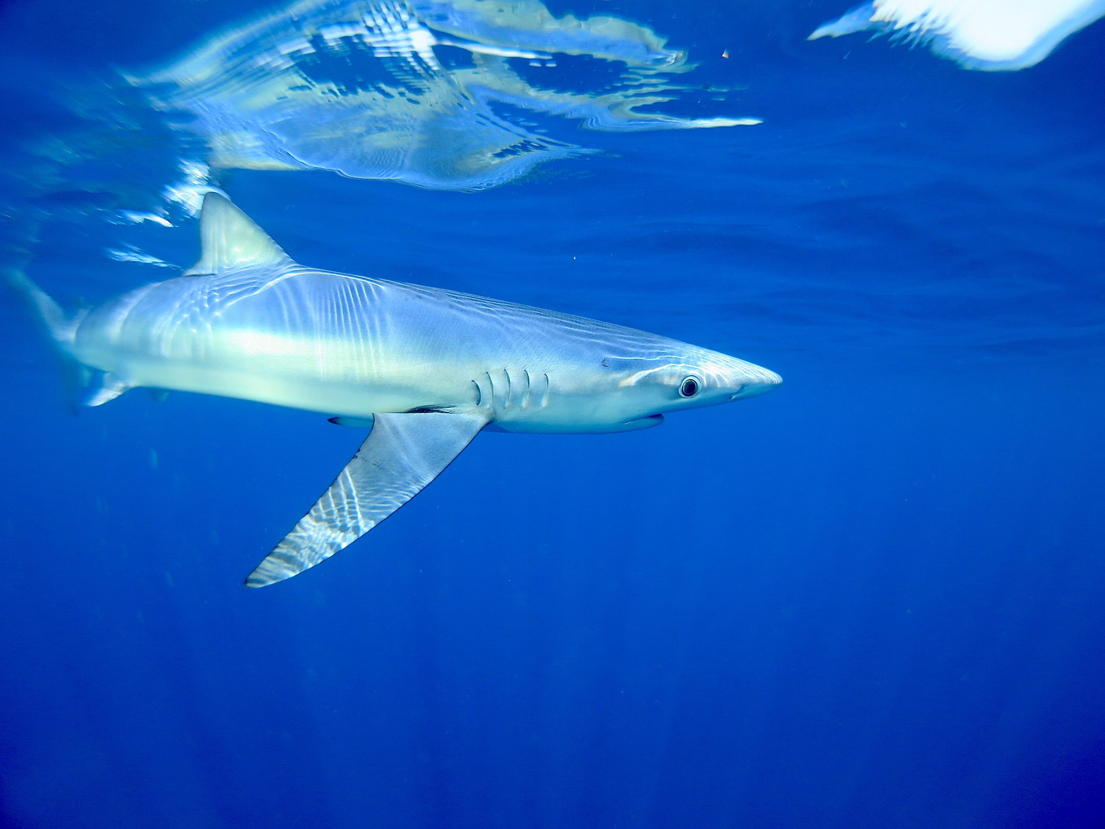 Akdeniz’in Köpekbalıkları “Tehlikede”