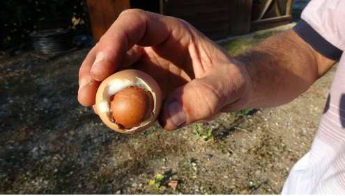 Bursa’da yumurtanın içinden yumurta çıktı