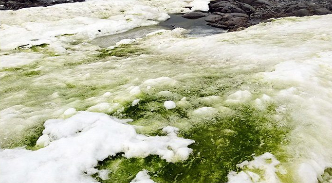 İklim Değişikliği Antarktika’yı Yeşile “Boyuyor”