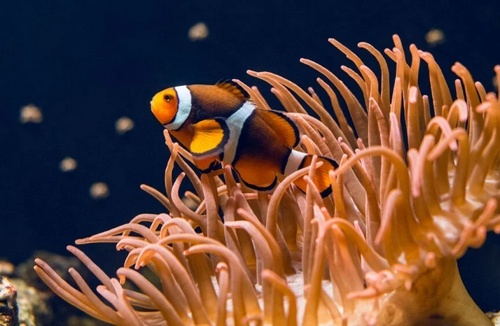 Küresel ısınma, deniz yaşamının kaynağı olan mercan resiflerini yok ediyor